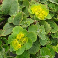 Chrysosplenium davidianum 